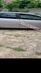 продам Volkswagen Golf в пмр  фото 2