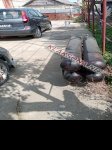 продам  Комплектующие двигатели и их запчасти в пмр  фото 2