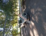 продам Hyundai  Elantra в пмр  фото 4